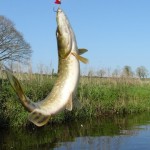 Pike Fishing Competition – May 31st 2015