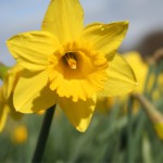 Daffodil Day 2019 a Huge Success