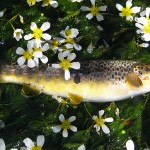 Trout Angling commences this St. Patrick’s Day 2018