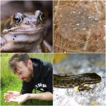 World of Amphibians coming to Abbeyleix – April 15th 2018 🗓 🗺