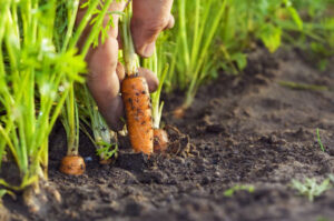 Carrots being hand removed from the soil